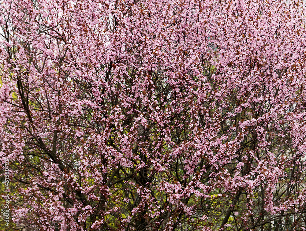 pink flowers blossom on the spring cherry tree
