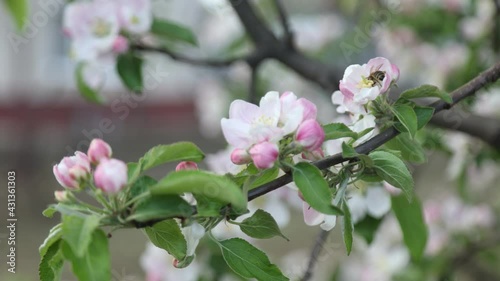 Spring apple flowers on apple branch trees blossom in the garden.
Honey bees collecting pollen from an apple blossom flower.