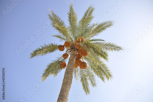 Palmy daktylowe  owoce uprawiane w Tunezji na D  erbie  Afryka