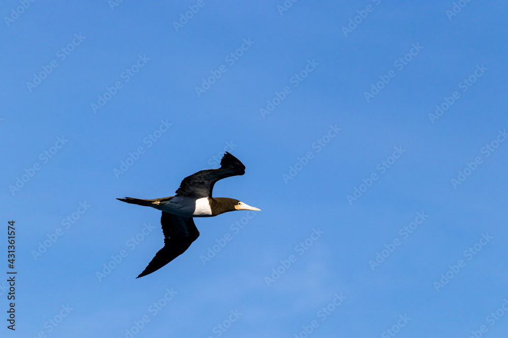 Fototapeta premium Atobá na Ilha Grande