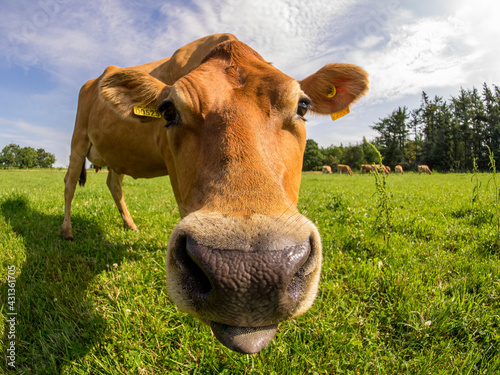 cow on a meadow