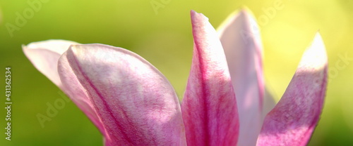 Licht und Schatten auf den pinkfarbigen Blütenblättern der Magnolie