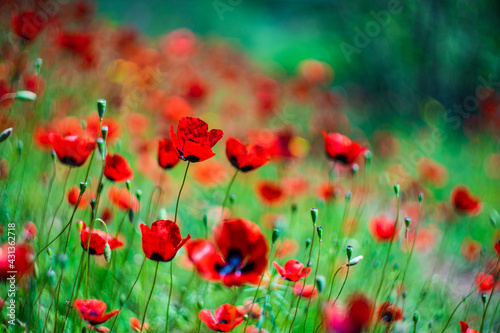 Red poppy flowers ina meadow