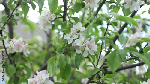 Spring apple flowers on apple branch trees blossom in the garden.
Honey bees collecting pollen from an apple blossom flower.