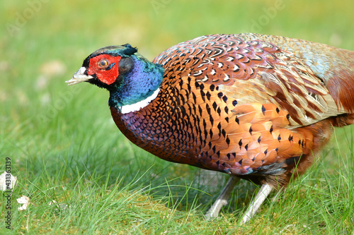 A pheasant in the grass when blinking and the nictitating membrane is visble photo