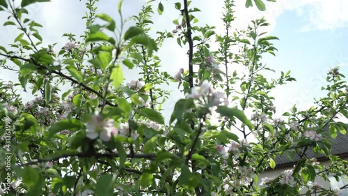 Spring apple flowers on apple branch trees blossom in the garden.
Honey bees collecting pollen from an apple blossom flower.