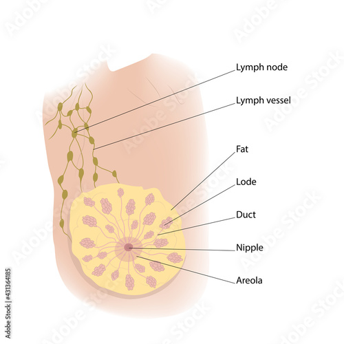 Woman breast inner view with description. Axillary lymph nodes. Medical vector illustration.