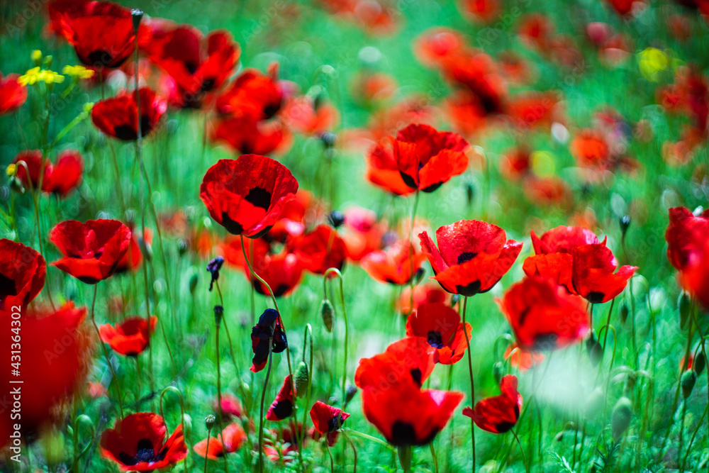Obraz premium Red poppy flowers ina meadow