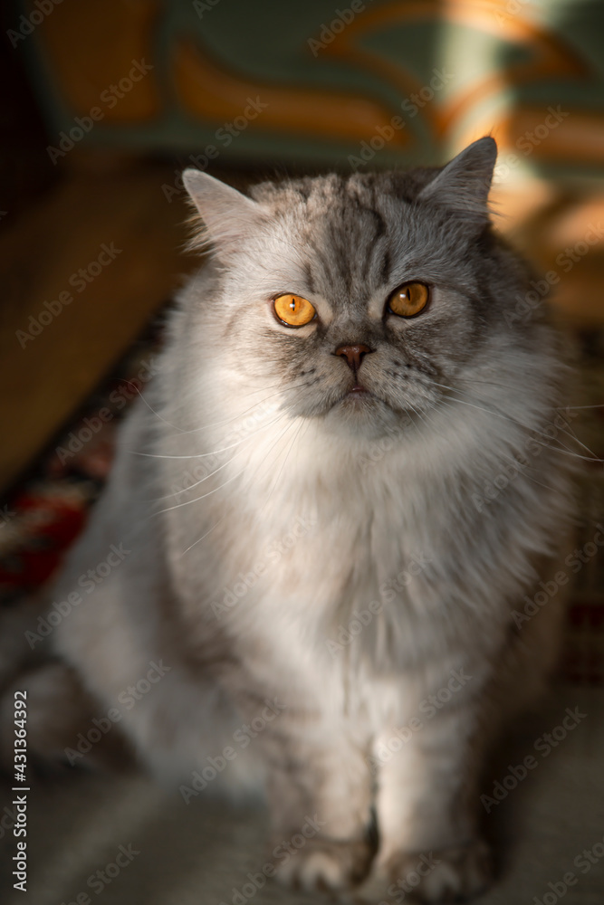 Portrait beautiful grey fluffy domestic cat with yellow eyes in a calm home environment