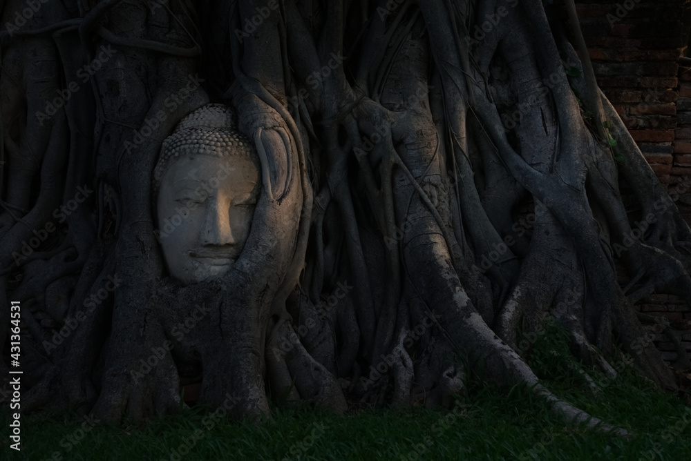 The head was once part of a sandstone Buddha image which fall off the main body onto the ground. It was gradually trapped into Bodhi tree root. Ayutthaya province, Thailand