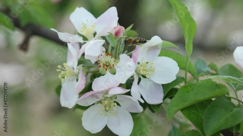 Spring apple flowers on apple branch trees blossom in the garden.
Honey bees collecting pollen from an apple blossom flower.