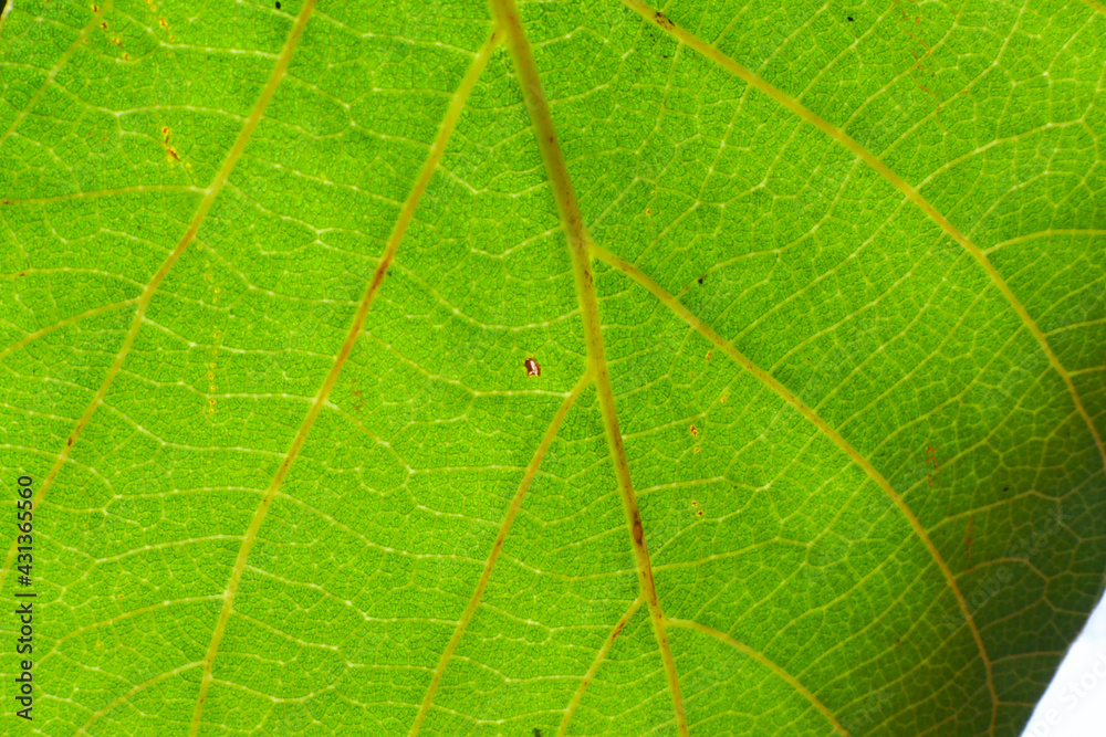 Macro image of green leaf texture for background, closeup View of leaves in nature tropical forest, Closeup nature view of green leaf on blurred greenery background in garden at morning sunlight with Macro image of green leaf texture for background, closeup View of leaves in nature tropical forest, Closeup nature view of green leaf on blurred greenery background in garden at morning sunlight with