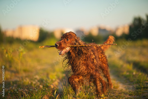Obraz na płótnie Irish Setter running at field