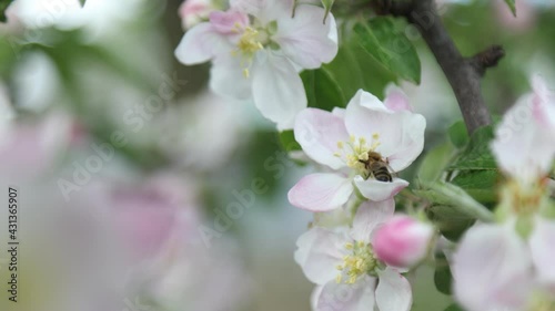 Spring apple flowers on apple branch trees blossom in the garden.
Honey bees collecting pollen from an apple blossom flower.