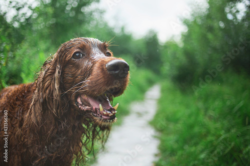Irish setter red Dog in the field in the rain.