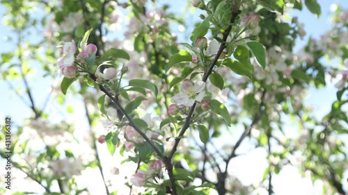Spring apple flowers on apple branch trees blossom in the garden.
Honey bees collecting pollen from an apple blossom flower.