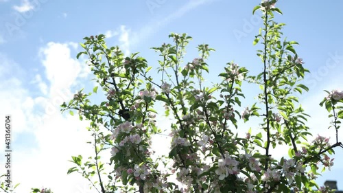 Spring apple flowers on apple branch trees blossom in the garden.
Honey bees collecting pollen from an apple blossom flower.