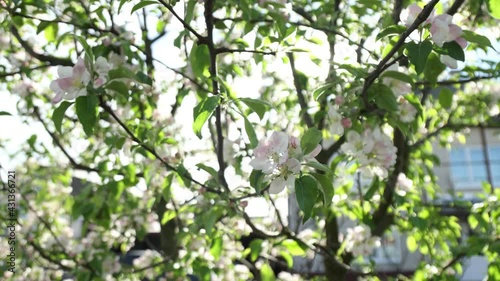 Spring apple flowers on apple branch trees blossom in the garden.
Honey bees collecting pollen from an apple blossom flower.