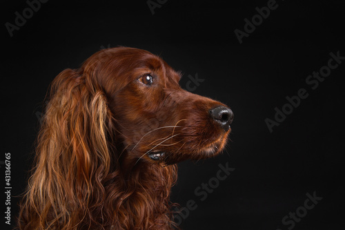 Portrait of Irish setter on black background © Alexandr
