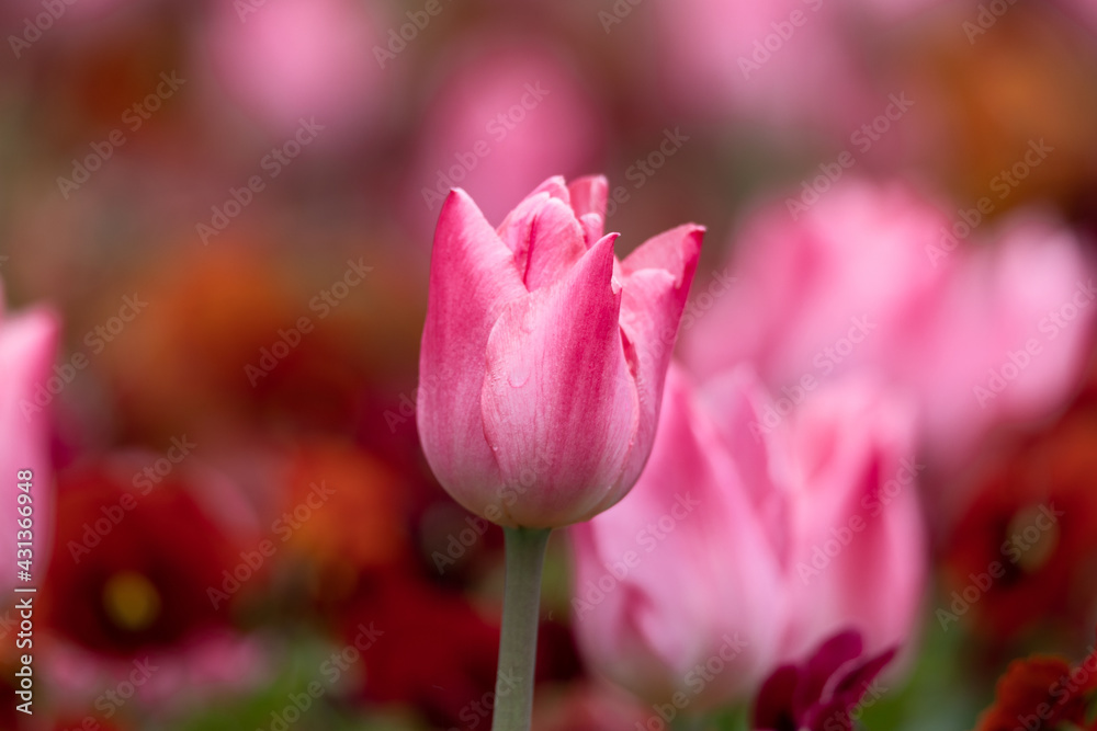 colorful fresh pink tulips in a bed of spring flowers blurred background