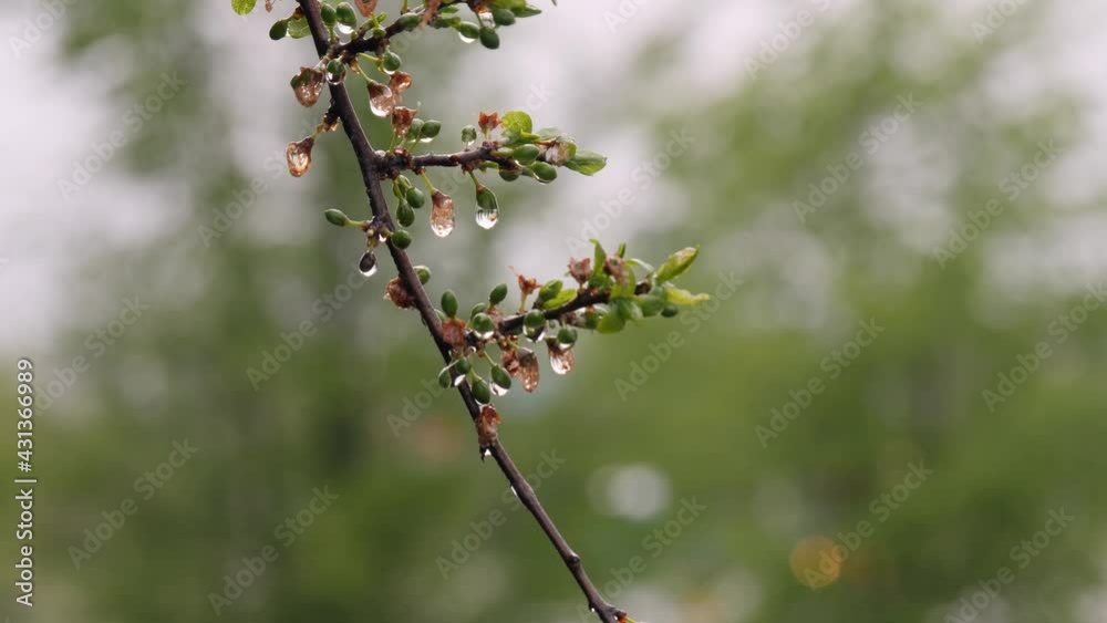 White Cherry Blossoms just Bloomed on a Tree with raindrops White Cherry Blossoms just Bloomed on a Tree with raindrops