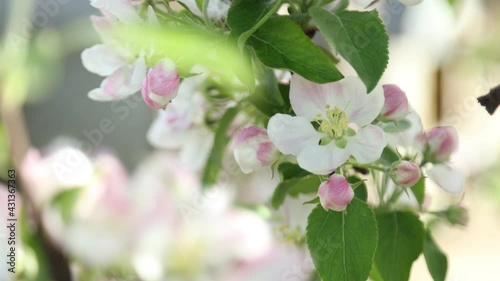 Spring apple flowers on apple branch trees blossom in the garden.
Honey bees collecting pollen from an apple blossom flower.