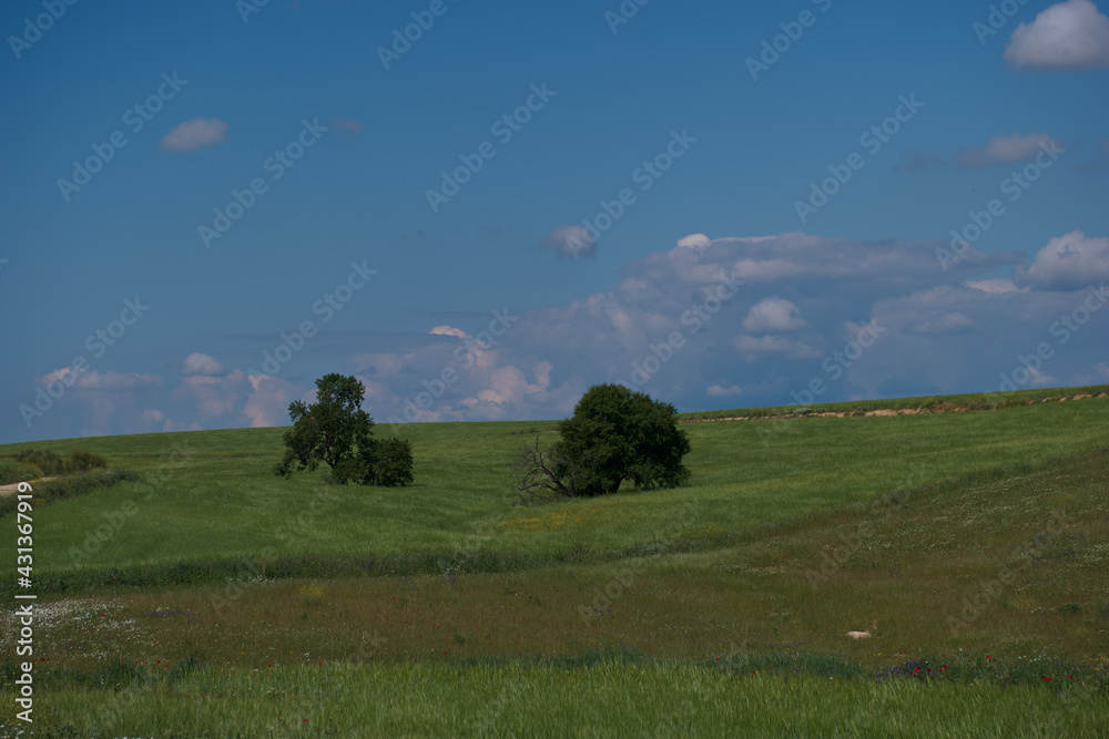 pola zboże drzewo rośliny widok wiosna natura