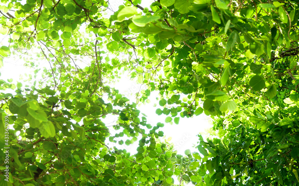 tree leaves against a bright summer sky. Green leave on white background. tree leaves against a bright summer sky. Green leave on white background.