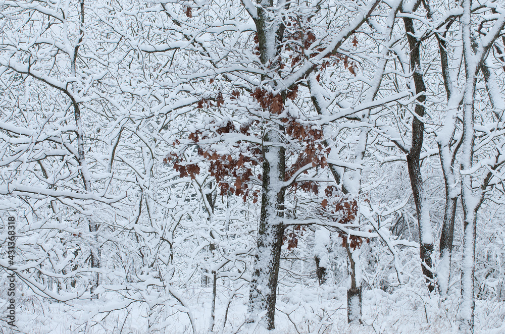 Winter landscape of snow flocked forest, Yankee Springs State Park, Michigan, USA Winter landscape of snow flocked forest, Yankee Springs State Park, Michigan, USA
