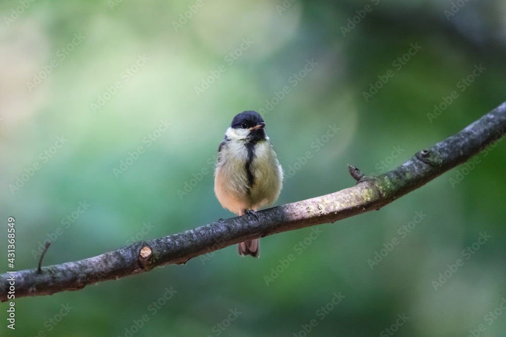 Fototapeta premium Juvenile great tit chick perching on the branch in the summer forest. Small yellow passerine bird with green blurred background.