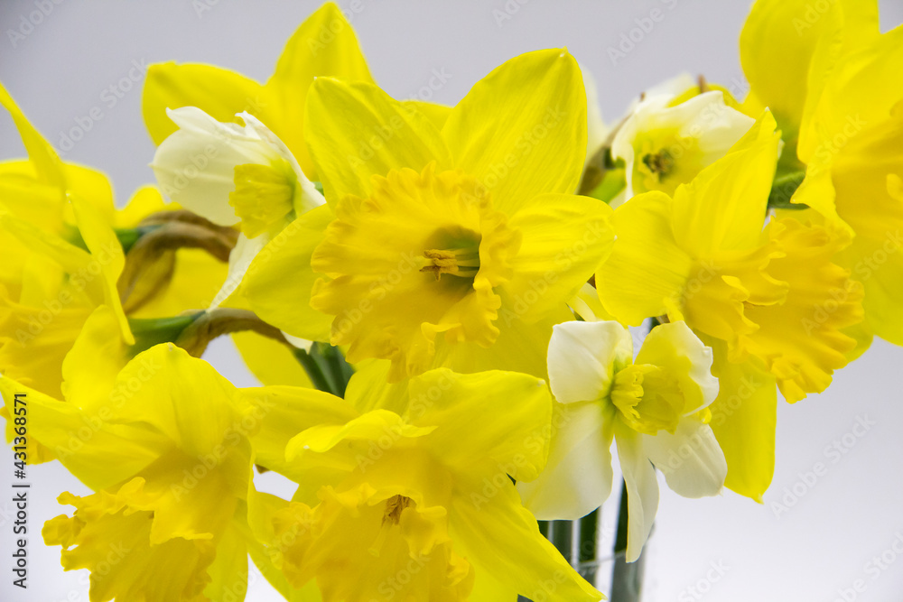 Daffodil or narcissus on a gray background. Yellow flowers at the spring in the vase from glass. Daffodil or narcissus on a gray background. Yellow flowers at the spring in the vase from glass.