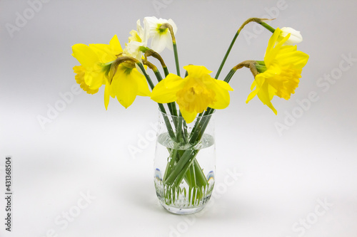 Daffodil or narcissus on a gray background. Yellow flowers at the spring in the vase from glass.