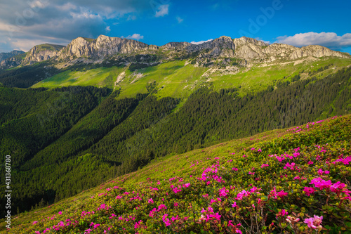 Pink rhododendron flowers on the mountain slopes, Bucegi, Romania