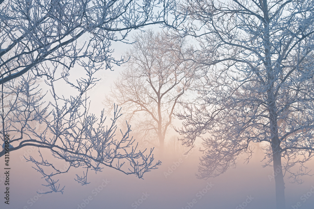 Winter landscape of frosted trees in fog at sunrise on a frigid morning, Milham Park, Kalamazoo, Michigan, USA Winter landscape of frosted trees in fog at sunrise on a frigid morning, Milham Park, Kalamazoo, Michigan, USA