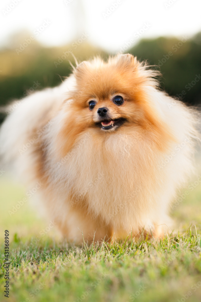 Zverg Spitz, Pomeranian puppy posing on grass Zverg Spitz, Pomeranian puppy posing on grass