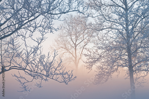 фотографія Winter landscape of frosted trees in fog at sunrise on a frigid morning, Milham