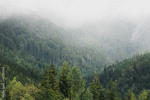 Foggy mountains covered by coniferous forest. Misty morning in Krkonose mountains national park in Czech republic.