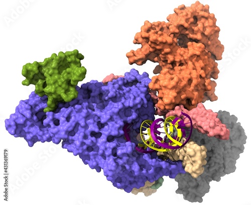 SARS-CoV-2 replicase polyprotein