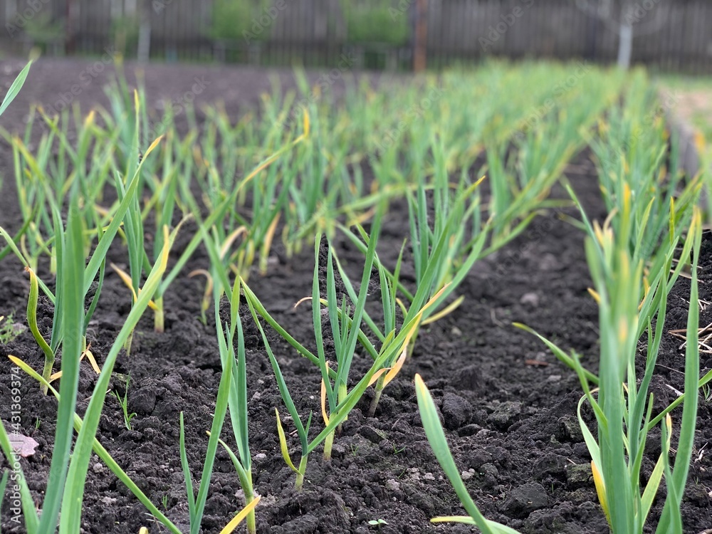 Green garlic grows in beds in the garden. Garden and vegetable garden concept. Gardening. Green garlic grows in beds in the garden. Garden and vegetable garden concept. Gardening.