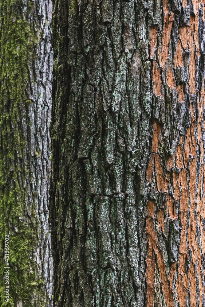 Mossy and peeled tree bark tеxture close-up. Two tree trunks with rough bark covered with lichen and moss. Mossy and peeled tree bark tеxture close-up. Two tree trunks with rough bark covered with lichen and moss.