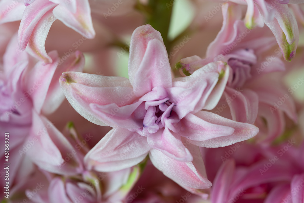 Fototapeta premium Hyacinth pink close-up, macro