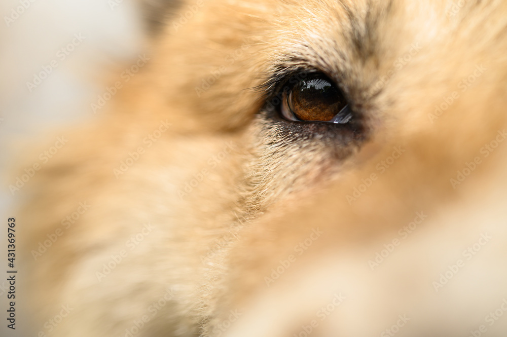 Closeup portrait of Native dog (Bang Kaew Thai dog)