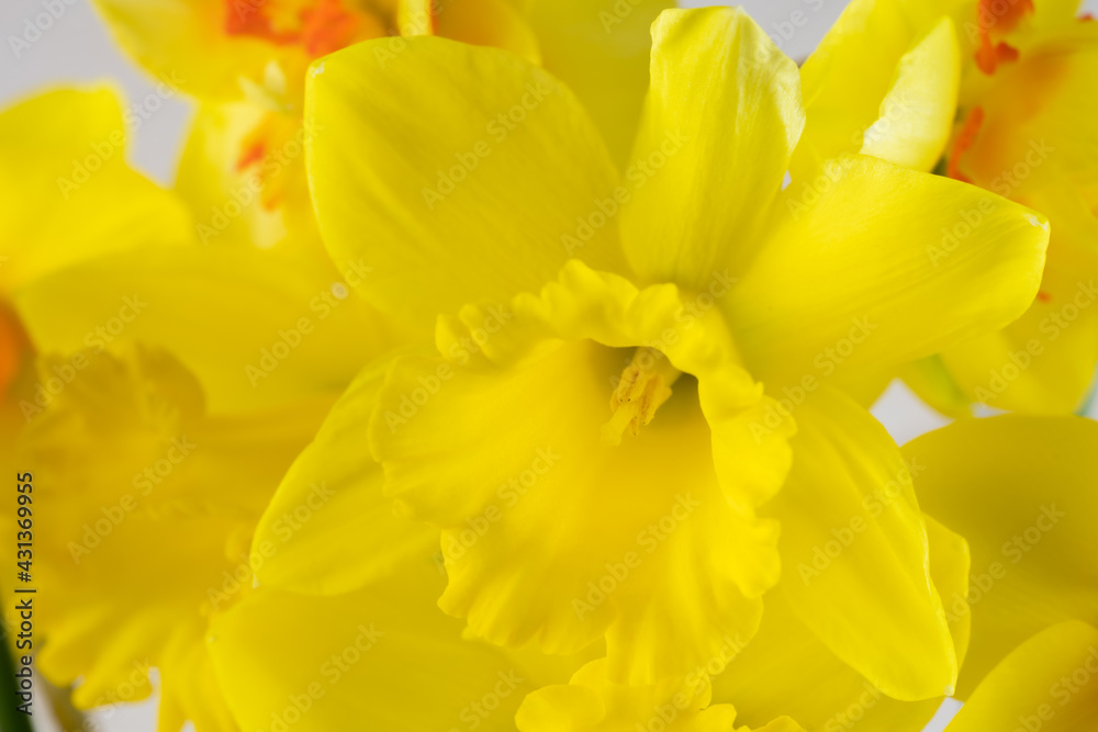Beautiful yellow daffodil with yellow middle