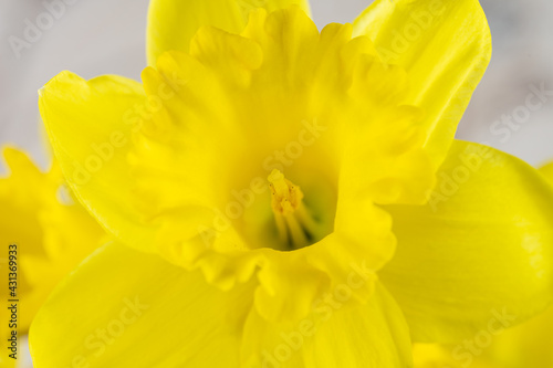 Beautiful yellow daffodil close-up, macro