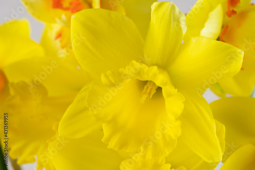Beautiful yellow daffodil with yellow middle