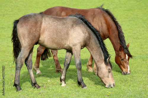 Horses eating grass side by side