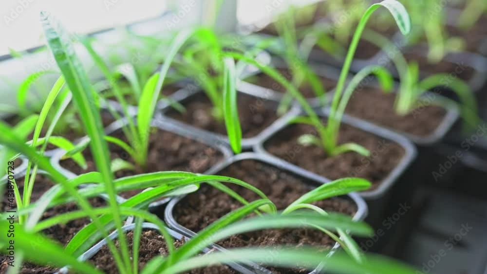 Set of young flower seedlings in plastic black pots before transplanting on windowsill Set of young flower seedlings in plastic black pots before transplanting on windowsill