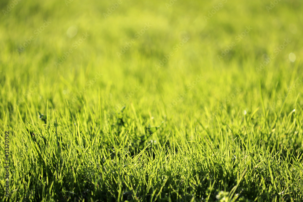 Green grass in sunlight, selective focus, blurred background. Fresh spring nature, dew on sunny meadow