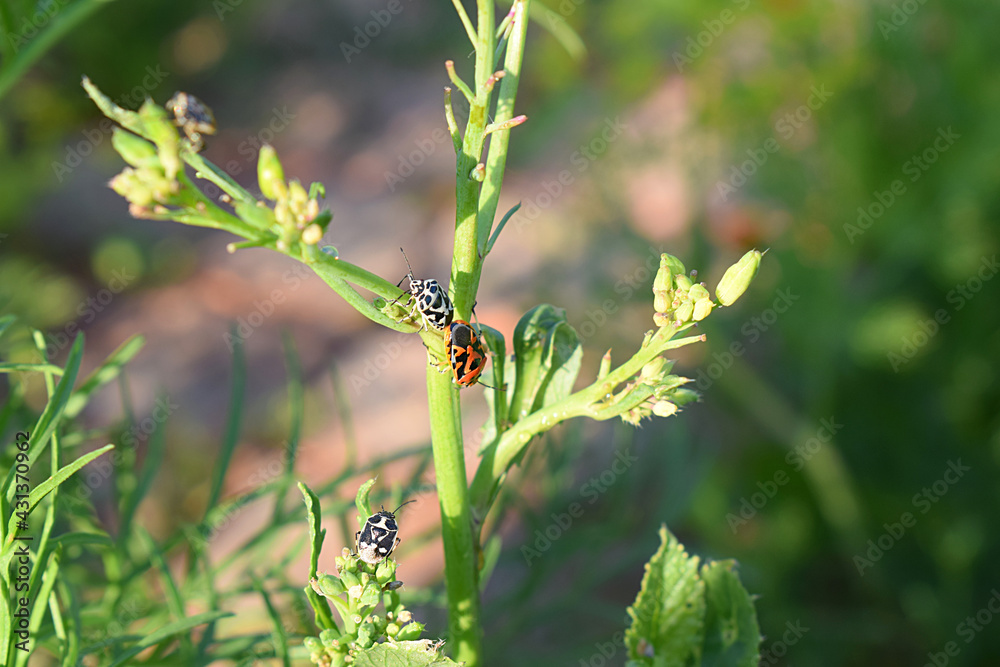Red and white cruciferous bugs. Red and white cruciferous bugs.