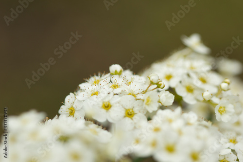 meadowsweet white flowers